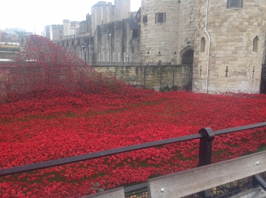 Poppies